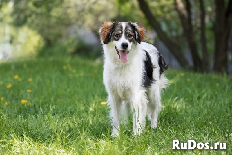 Знакомьтесь – наш замечательный пёс Левушка, который мечтает о любящей семье! фотка