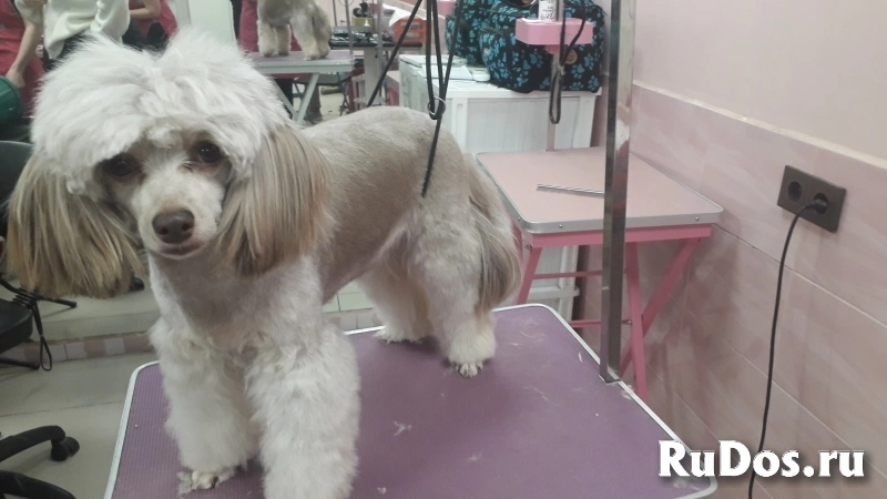 Груминг изображение 3