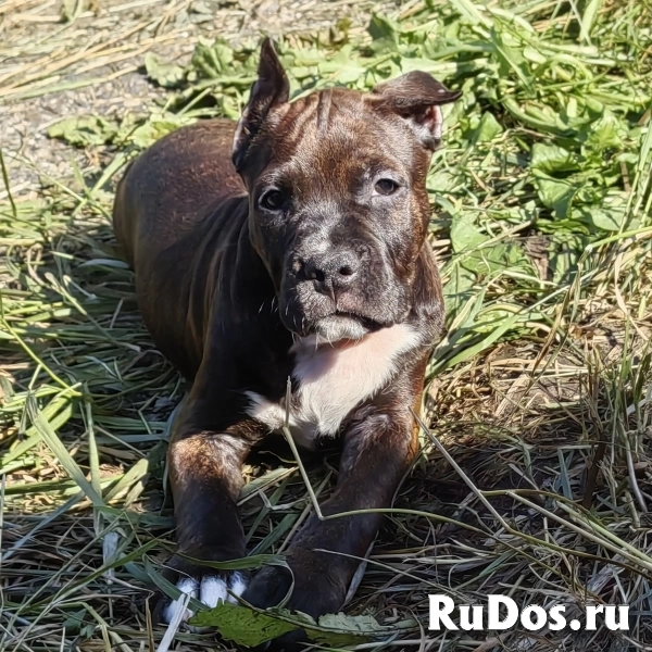 Тигровые и черные чудо детки Амстаффтерьера ркф фотка