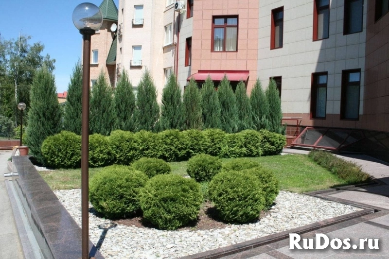 Озеленение, ландшафтный дизайн в Санкт-Петербурге изображение 3