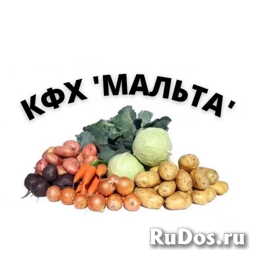 Овощи для борща оптом изображение 6