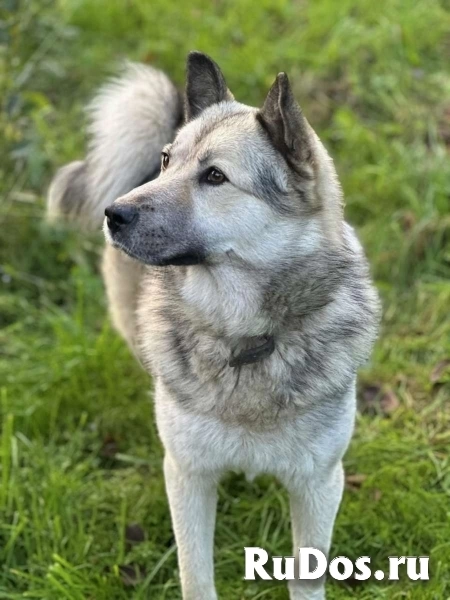 Молодой пёс ждет своего хозяина! изображение 5