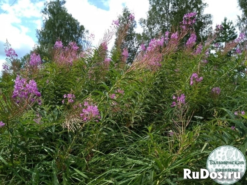 Чай Иван-чай из диких мест Алтайского края изображение 9