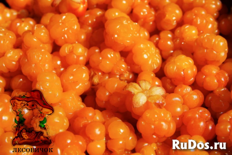 Морошка ягоды купить. Морошка свежая и мороженая изображение 5