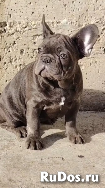 Французский бульдог, экзотические щенки изображение 4