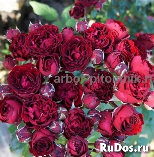 , купить растения фото