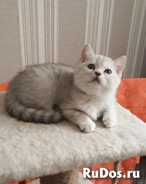 Британский очаровательный котенок фотка