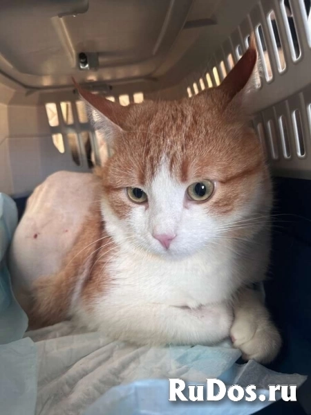 Замечательный кот Семён ищет дом! фото