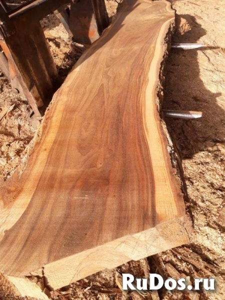 Акация, карагач круглый лес, пиломатериалы оптом. изображение 8