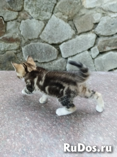 Отдам котят от кошки крысоловки фотка