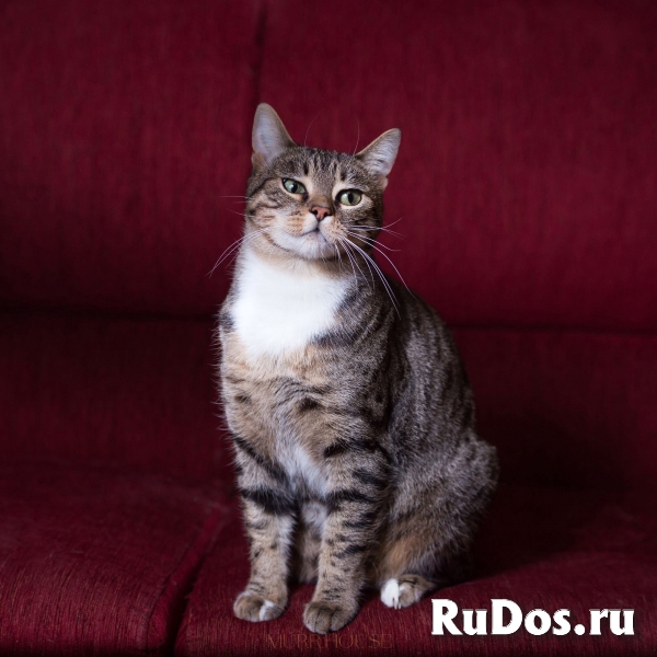 Красивая кошечка мечтает о хозяине фотка