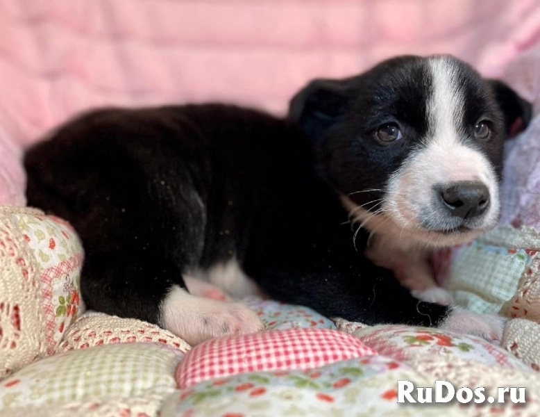 Чудесный щенок Кэп в самые добрые руки! изображение 3