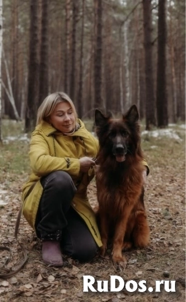 Щенки немецкой овчарки в иркутске изображение 6