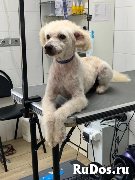 Пудель Пьер ищет дом фото