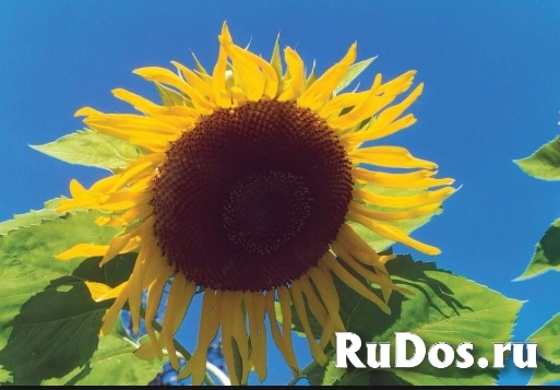 Семена  сорт  подсолнечника  Казачий купить фото