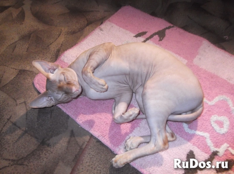 Котёнок канадского сфинкса изображение 4