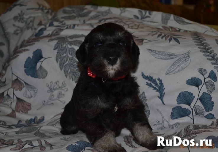 Щенки Цвергшнауцера изображение 4