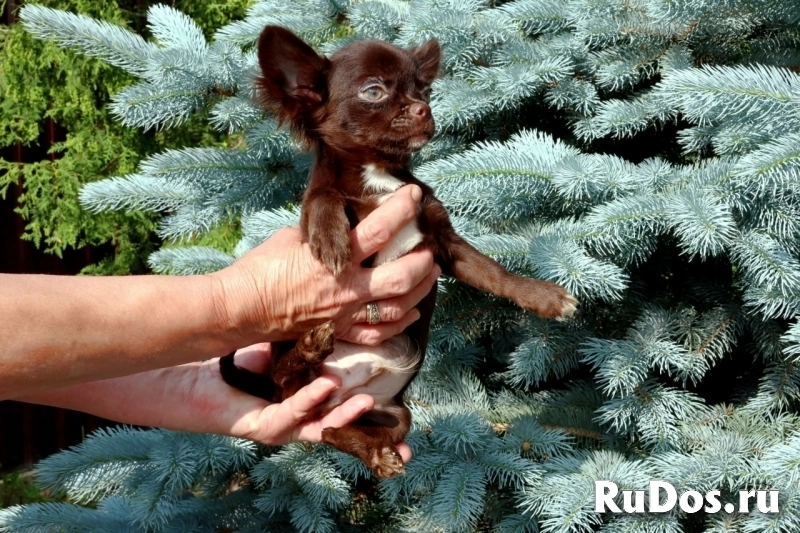 Милые мальчики мини и мелкий стандарт Чихуахуа изображение 11