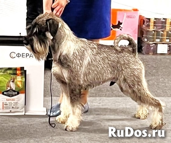 Щенки стандартного шнауцера изображение 7