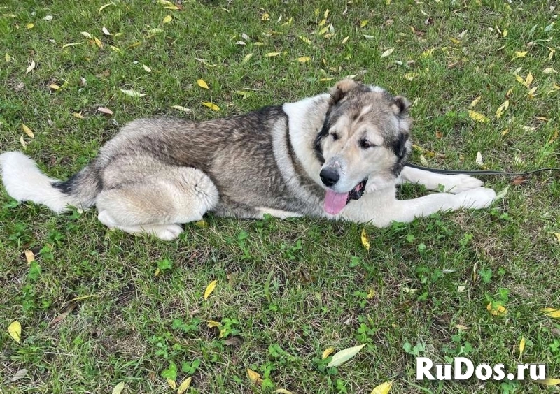 Самый добрый алабай ищет своего человека! изображение 4