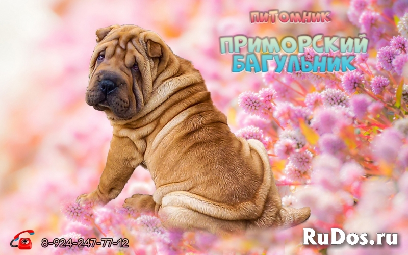 Шикарные щенки Шар-пей (Шарпея) изображение 5