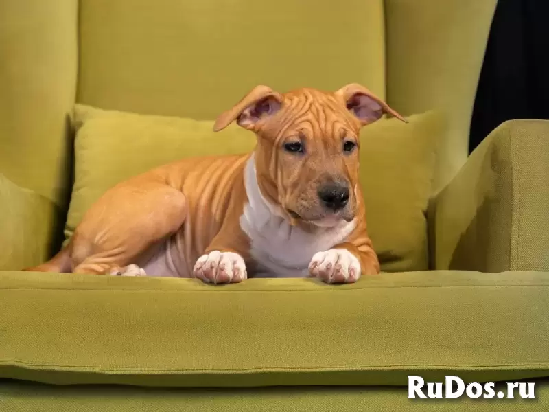 Шикарные тигровые и рыжие щенки Амстаффтерьера ркф изображение 8