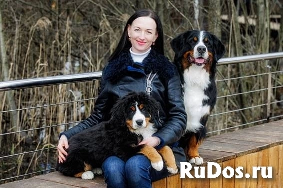 Щенки бернского зенненхунда от заводчика фотка
