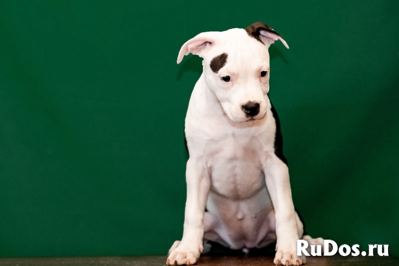 Щенки Американского Стафф-терьера фотка