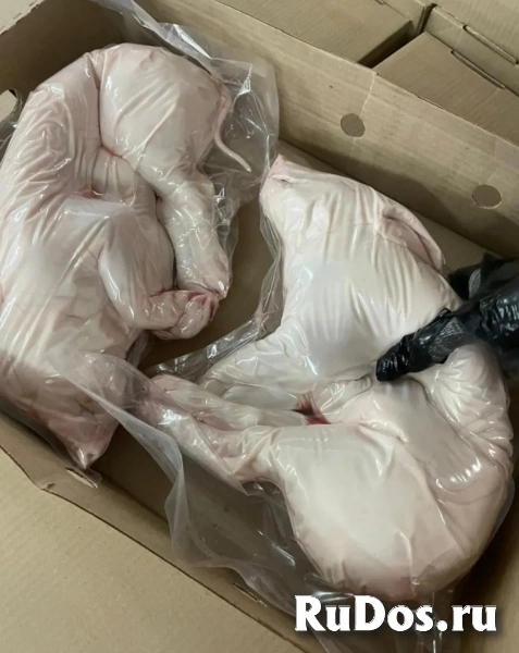 Поросята фото