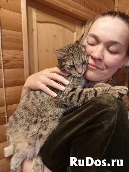 Котики неразлучники изображение 3