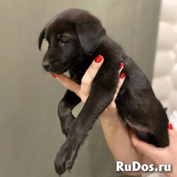 Ищем добрые ручки славной малышке фотка