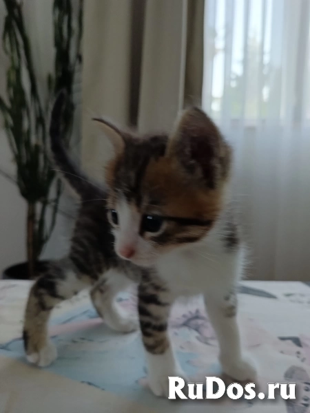 Отдам котят от кошки крысоловки изображение 6