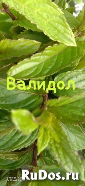 , купить растения изображение 11