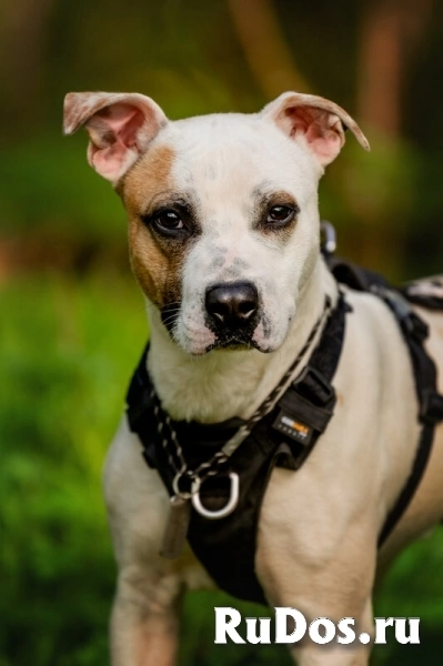 Красивый пёс Дарий в добрые руки. изображение 5