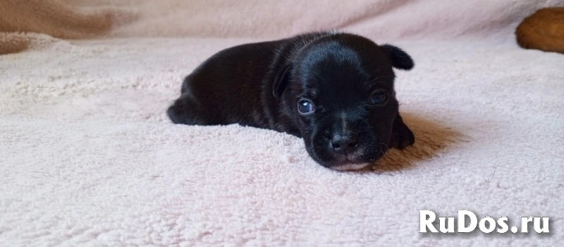 щенки стаффи изображение 3