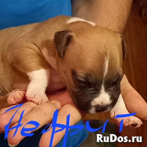 Чудесные мальчики и девочки аст бронь изображение 9