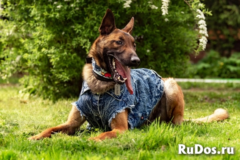 Красавчик Анзор ищет дом. изображение 8