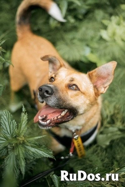 Дружелюбный пес-компаньон Рэм ищет дом! фото