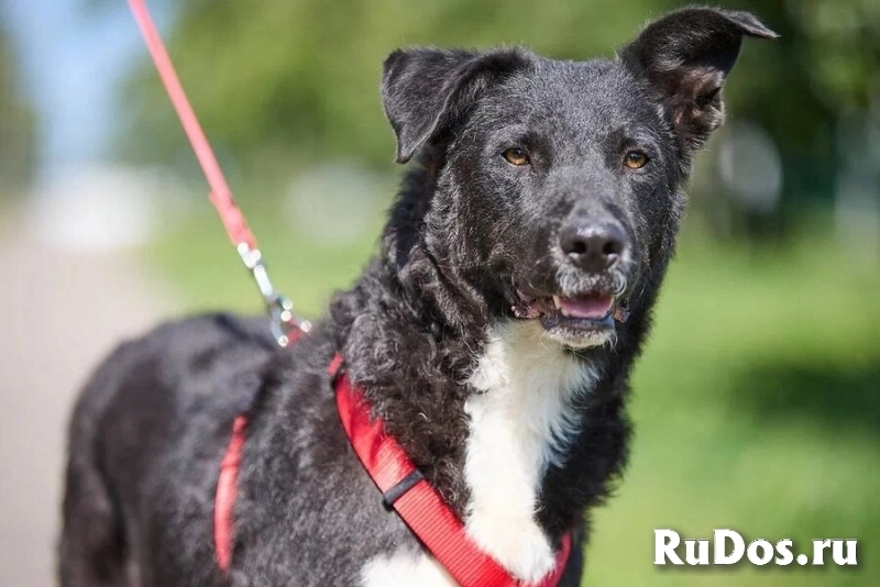 Ночка — собака, которая всегда рядом изображение 3