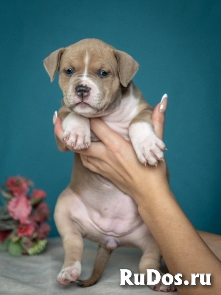 Красивые детки Амстаффтерьера ркф изображение 10