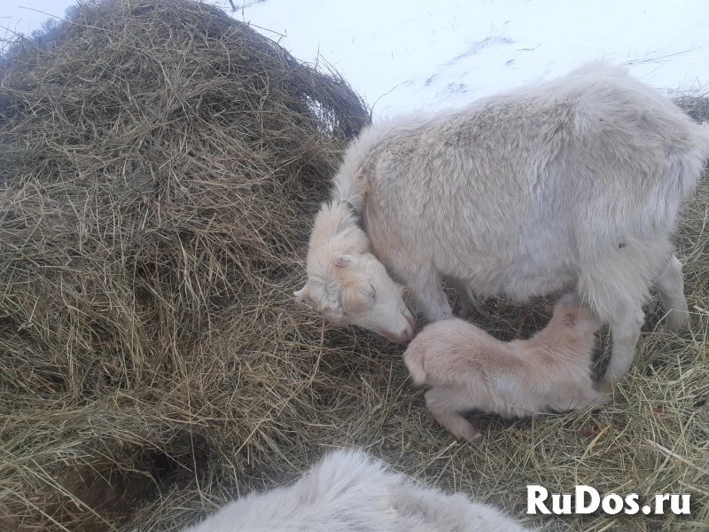 Молоко фотка