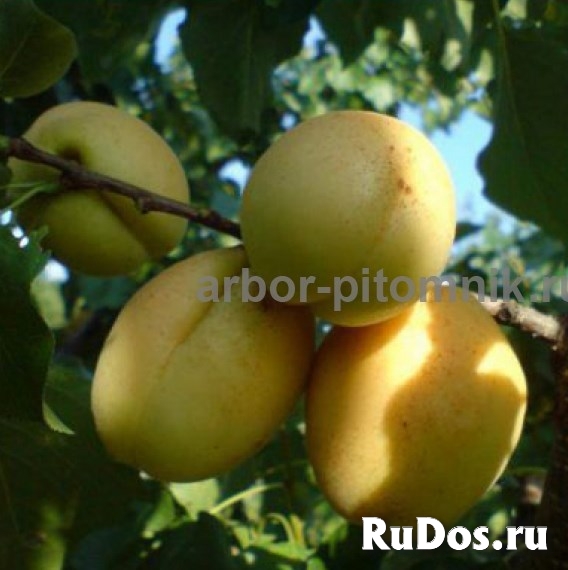 Саженцы абрикосов из питомника с доставкой, каталог с низкими цен изображение 5