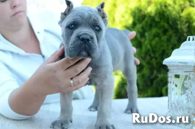 Кане Корсо, самки и самцы изображение 7