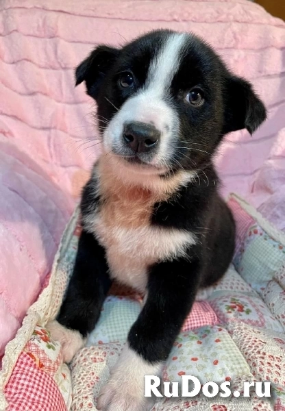 Чудесный щенок Кэп в самые добрые руки! фотка