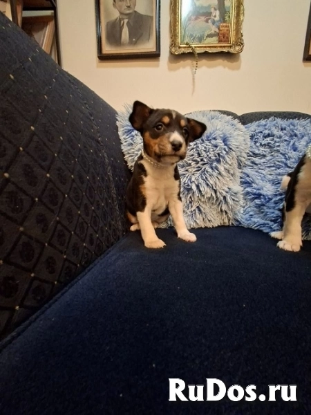 Щенки басенджи изображение 11