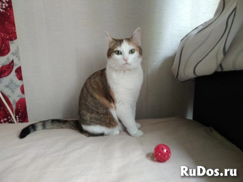 В Добрые руки ! Кошка - пухляшка! фотка