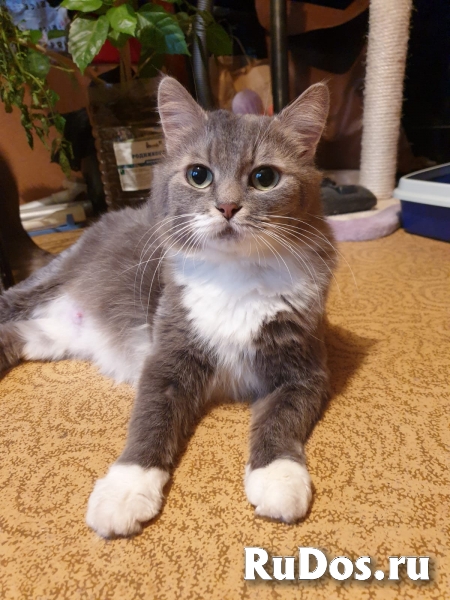 Ласковая кошечка ищет дом фотка