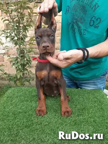 Доберман фотка