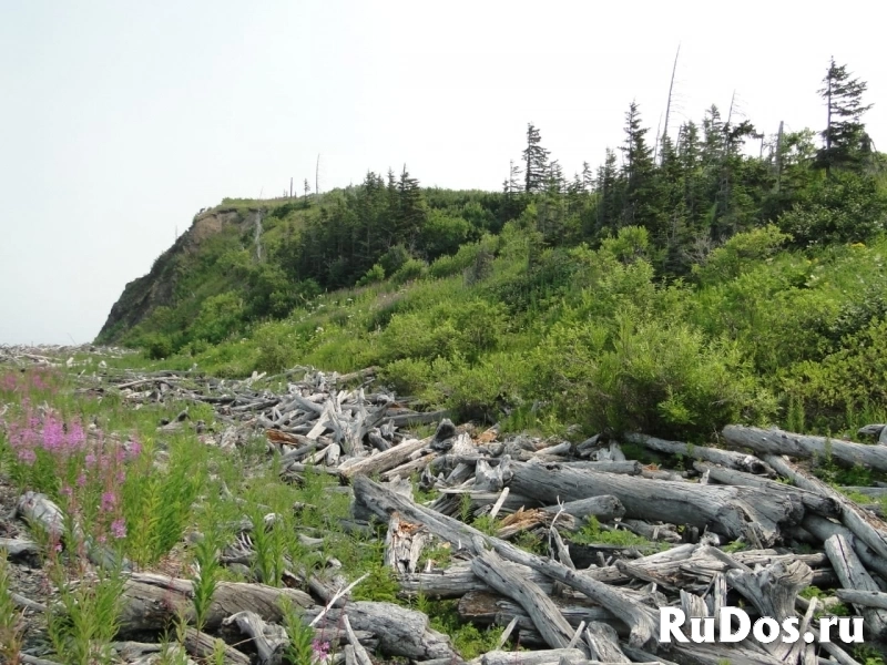 Навстречу китам! Тур по акватории Охотского моря изображение 7