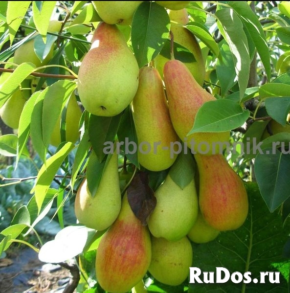 Саженцы груши, крупномеры груш из питомника в Подмосковье изображение 6